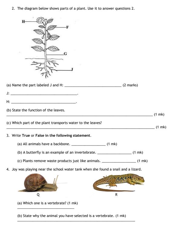 Preview page Grade-4-Science-and-Technology-Mid-Term-2-Exam-2026_5828_1.jpg