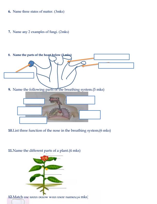 Preview page Grade-6-Science-and-Technology-Structured-Assessment-End-Term-1-2024_2353_1.jpg