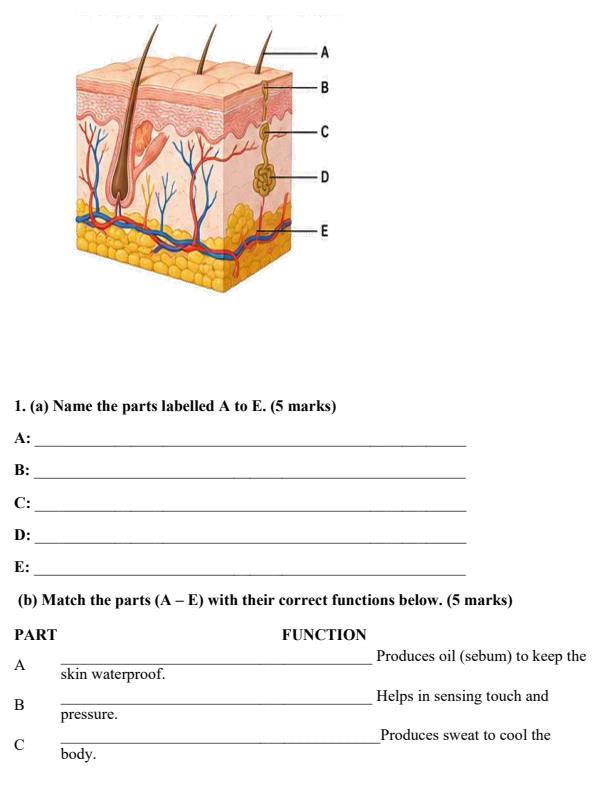 Preview page Grade-7-Integrated-Science-Paper-2-End-Term-3-Set-2-Exam-2026_7196_1.jpg