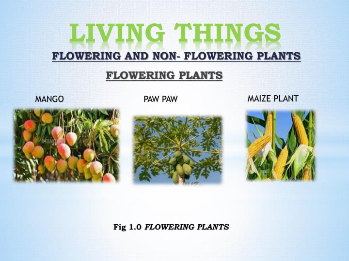 Page 1 – Grade 5 Science and Technology Presentations Diagrams  – Kenyaplex