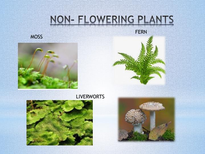 Page 2 – Grade 5 Science and Technology Presentations Diagrams  – Kenyaplex