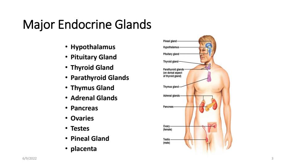 Page 3 – Endocrine Physiology PowerPoint Notes (Certificate in Orthopaedic and Trauma Medicine) – Kenyaplex