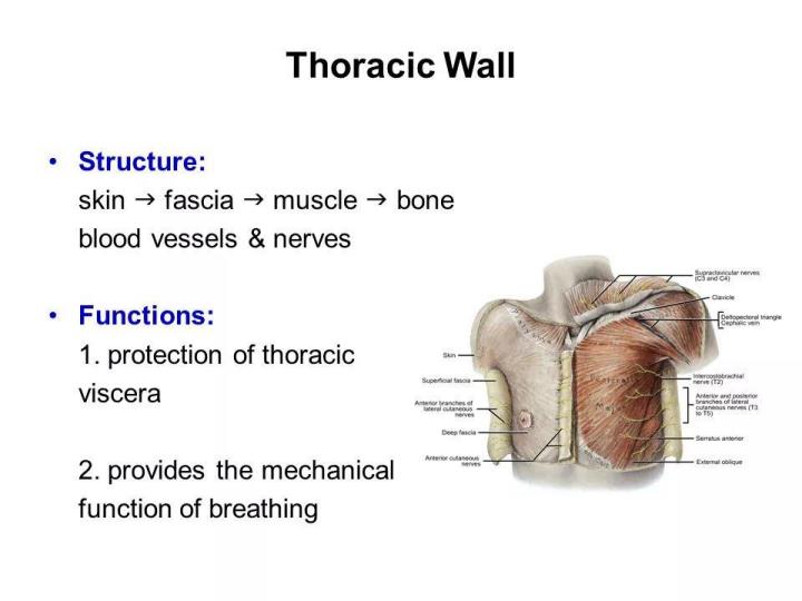 Page 2 – Thorax Anatomy Notes (Certificate in Orthopaedic and Trauma Medicine) – Kenyaplex