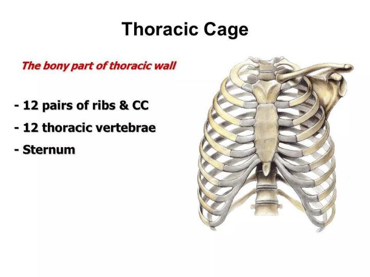 Page 3 – Thorax Anatomy Notes (Certificate in Orthopaedic and Trauma Medicine) – Kenyaplex