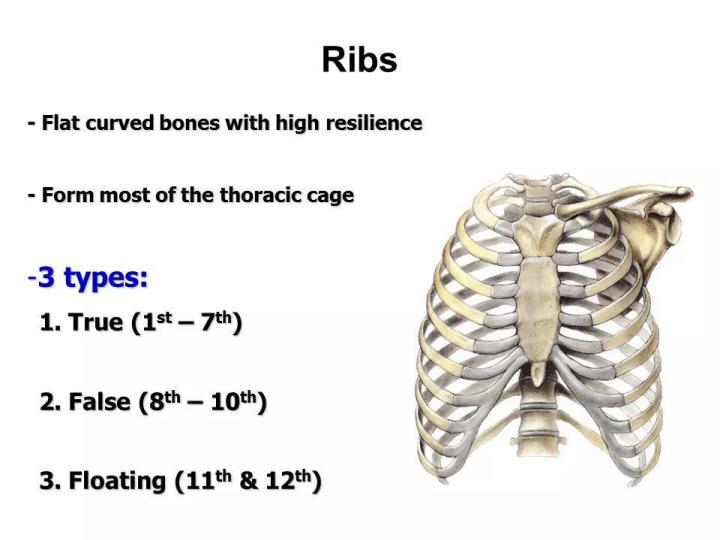 Page 4 – Thorax Anatomy Notes (Certificate in Orthopaedic and Trauma Medicine) – Kenyaplex
