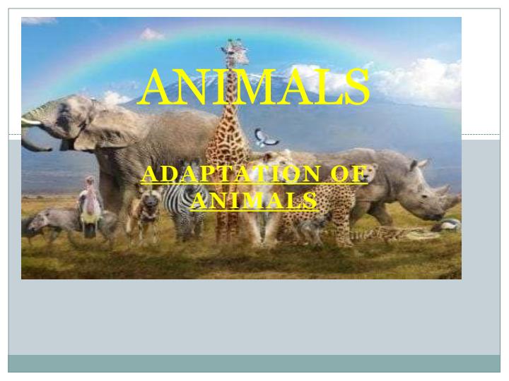 Page 1 – Class 8 Science: Animals PowerPoint Presentations – Kenyaplex