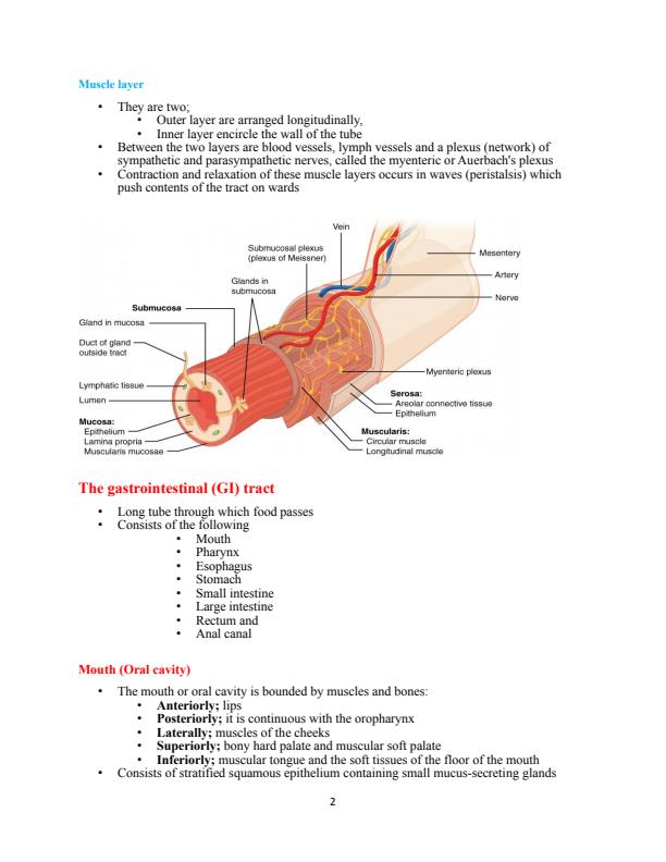 Page 2 – Anatomy and physiology of digestive system notes – Kenyaplex