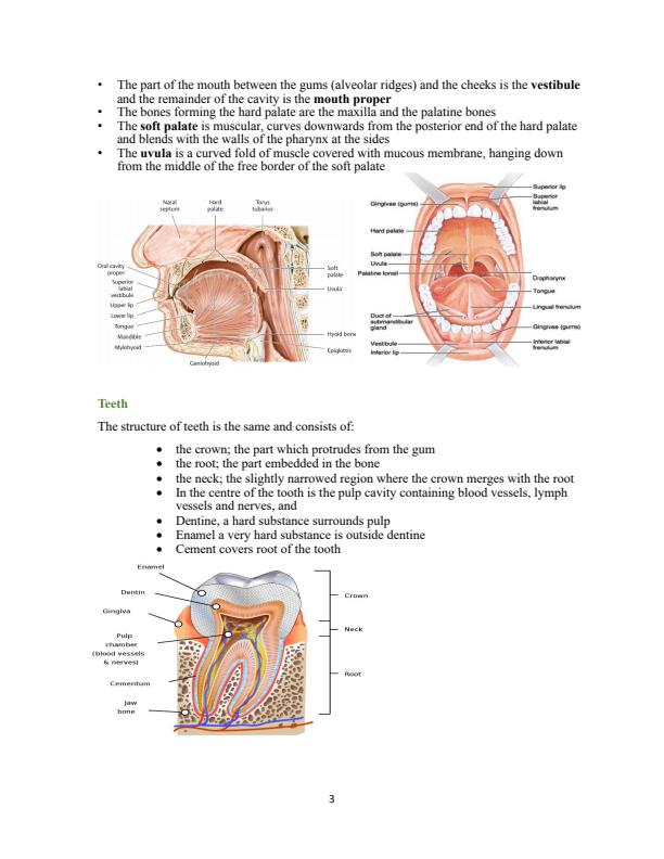 Page 3 – Anatomy and physiology of digestive system notes – Kenyaplex