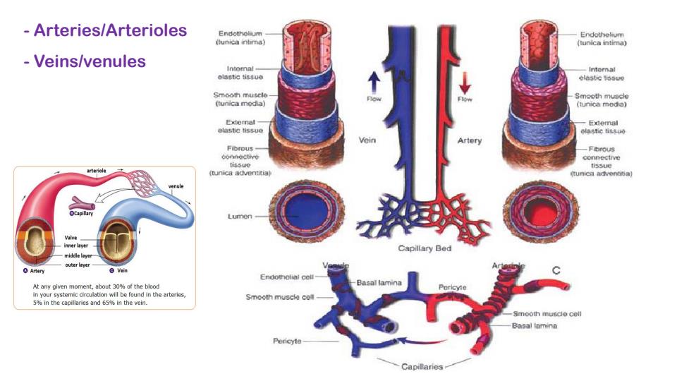 Page 4 – Anatomy and Physiology of Cardiovascular System – Kenyaplex