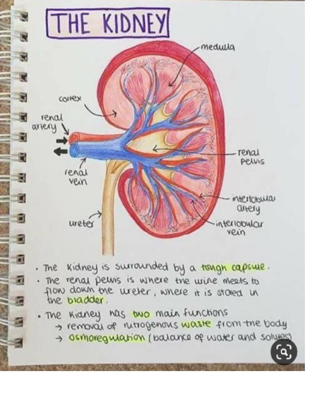 Page 1 – Anatomy and Physiology: Anatomical structure of the kidney – Kenyaplex
