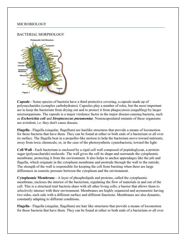 Page 2 – Microbiology Notes – Kenyaplex