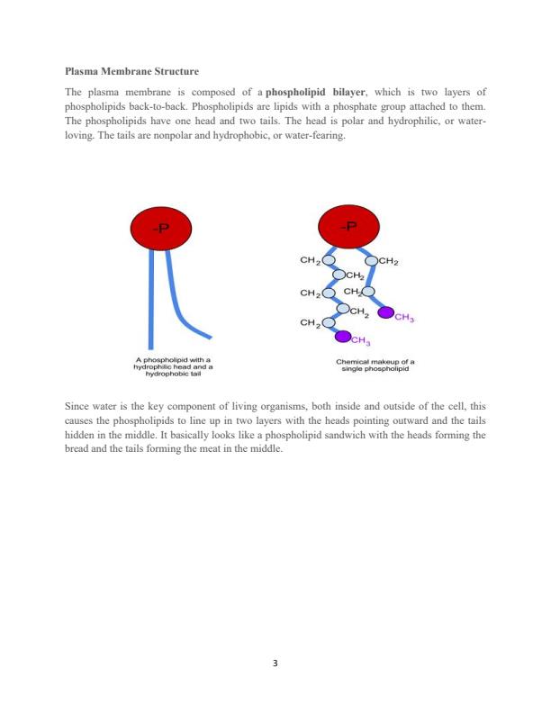 Page 3 – Human Anatomy and Physiology Notes: Diploma in Nutrition and Dietetics – Kenyaplex