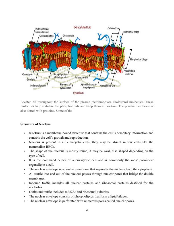 Page 4 – Human Anatomy and Physiology Notes: Diploma in Nutrition and Dietetics – Kenyaplex