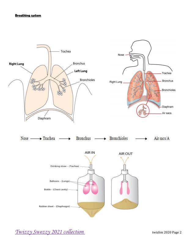 Page 1 – Upper Primary Science Diagrams – Kenyaplex