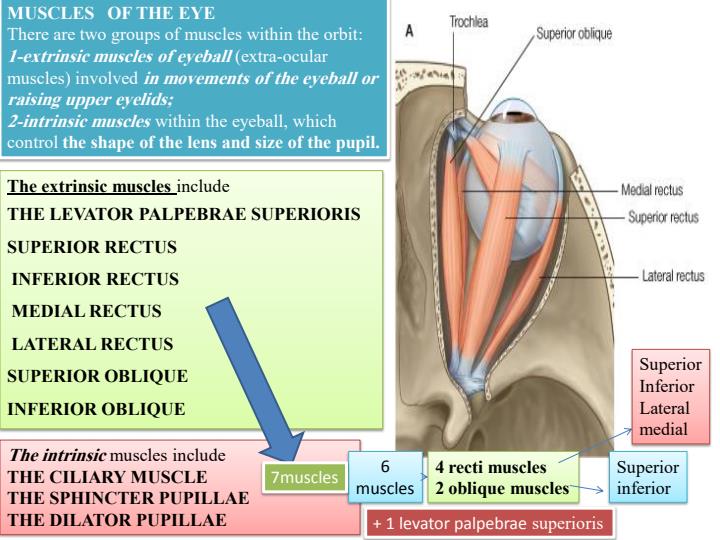 Anatomy-of-the-Eye-Notes_13019_0.jpg