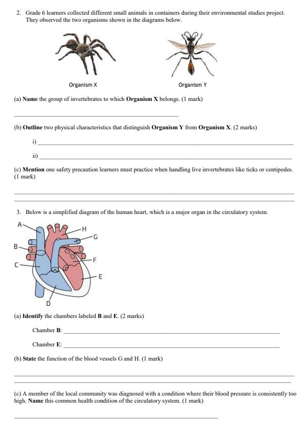 Page 2 – Grade 6 Science and Technology August 2026 Holiday Assignnment – Kenyaplex