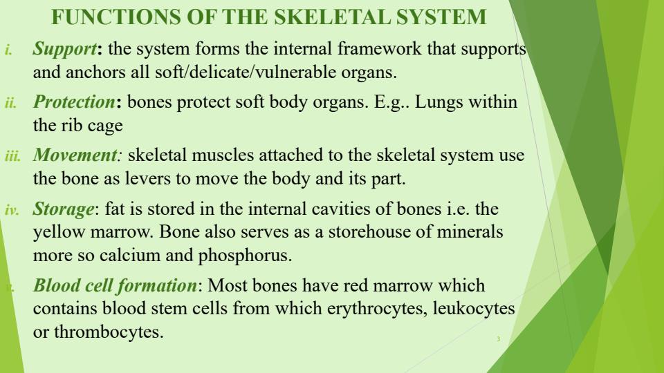 Human-Anatomy-and-Physiology-1-Notes-on-Human-Skeleton-and-Joints_13285_2.jpg
