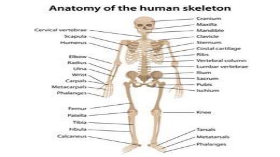Page 4 – Human Anatomy and Physiology 1 Notes on Human Skeleton and Joints – Kenyaplex