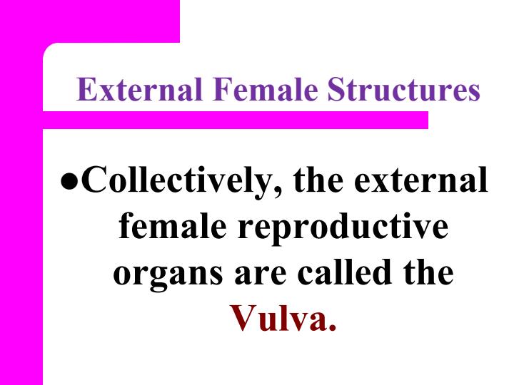 Page 4 – Anatomy Of Female Reproductive System and the Bony Pelvis – Kenyaplex