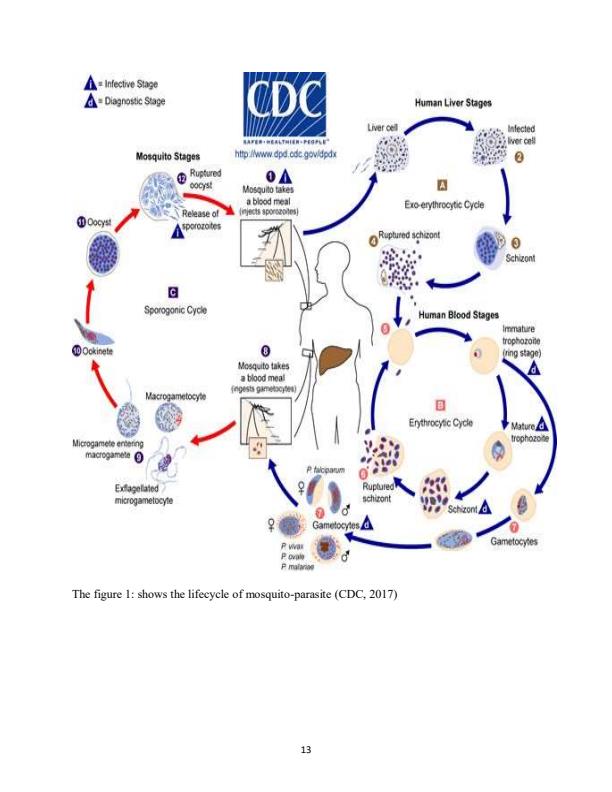 Page 3 – Research thesis on malaria prevention among pregnant women in Vihiga sub county – Kenyaplex