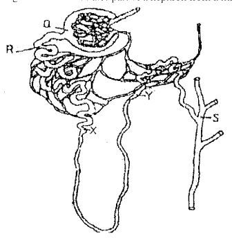 nephron30092016.jpg