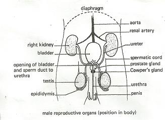 31 Label The Parts Of The Male Reproductive System - Labels Database 2020