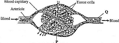 Biology52201131.jpg
