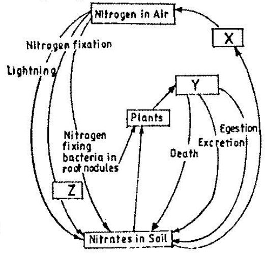 The chart below represents a simplified nitrogen cycle.
