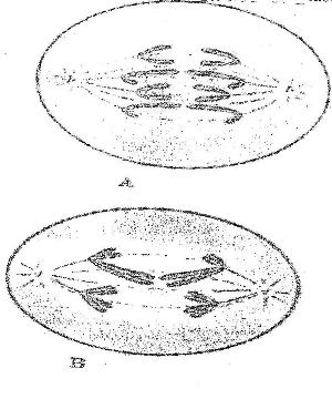 anaphase16112017919.jpg