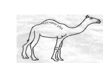 camel.png