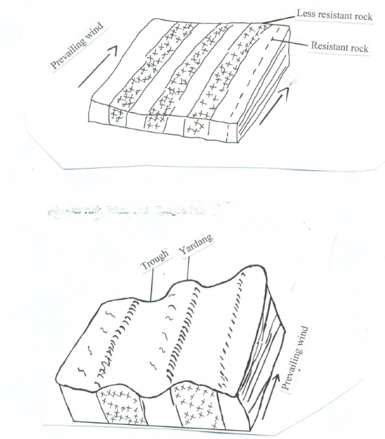 Using well labeled diagrams describe how a yardang is formed.