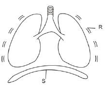 lungs103510162019.png