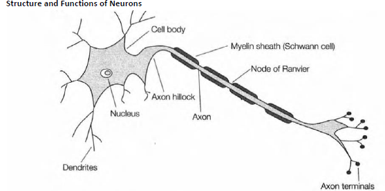 neurons4162019.png
