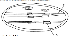 organelle.png
