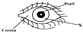 pupil12351072019.png