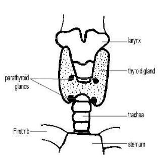 thyroid.png